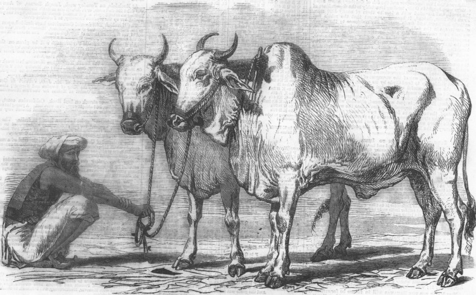 Associate Product INDIA. Gujerat oxen, antique print, 1859