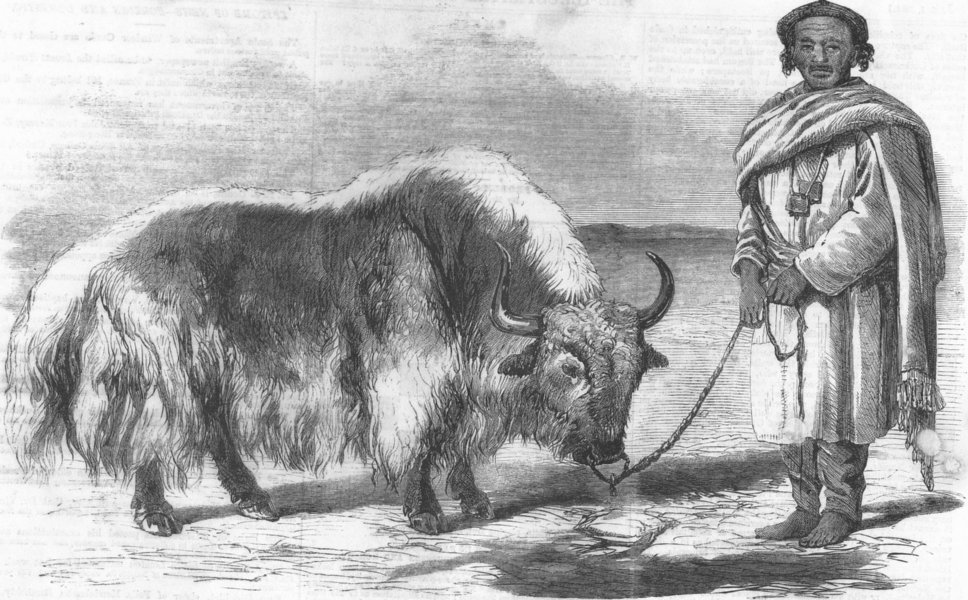 Associate Product TIBET. The Yak, or Tibet ox, antique print, 1859