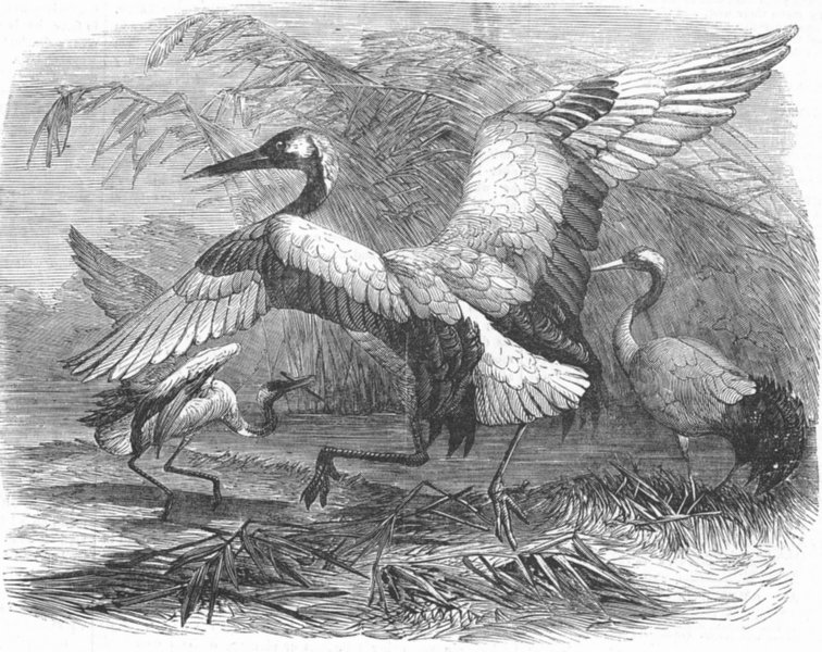 Associate Product BOTANICAL. Mantchouri cranes, antique print, 1857