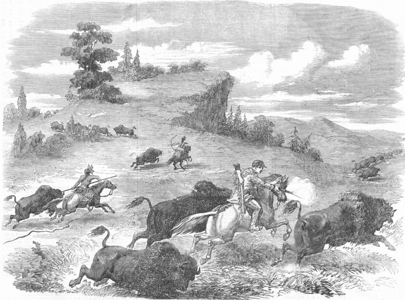 Associate Product SHOOTING. Buffaloes with colt's revolving pistol, antique print, 1857