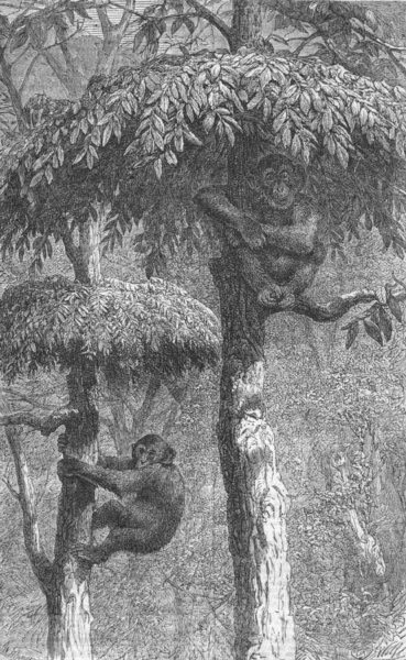 Associate Product MONKEYS. Nest-building ape, his shelter, antique print, 1861