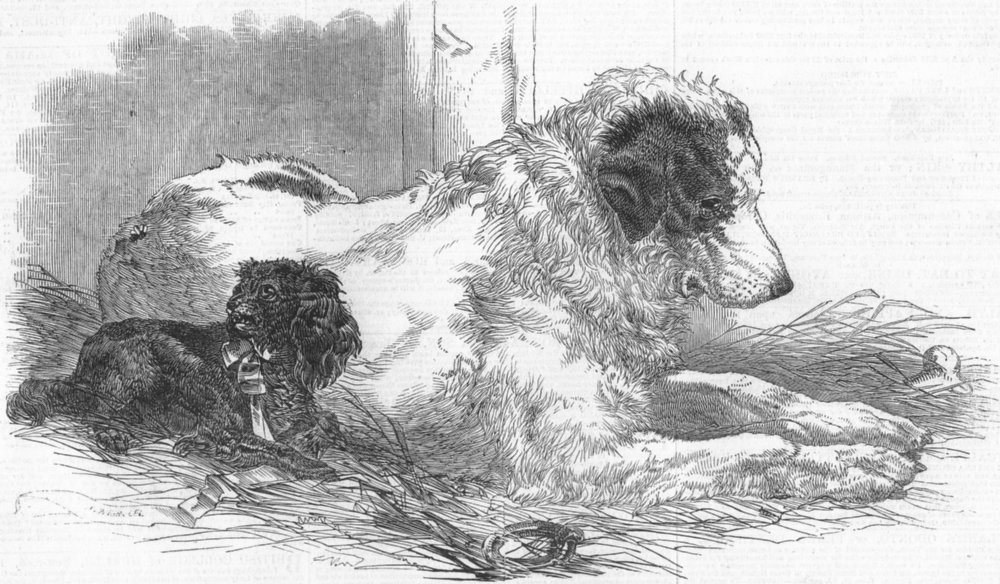 DOGS. Great St Bernard Dog, antique print, 1847