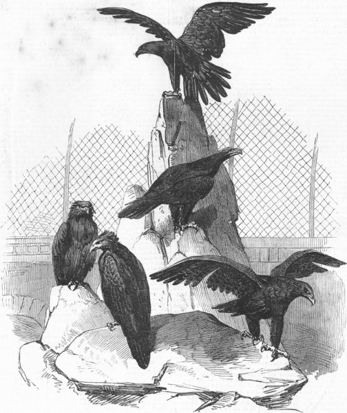 Associate Product BIRDS. Australian Eagles, antique print, 1851