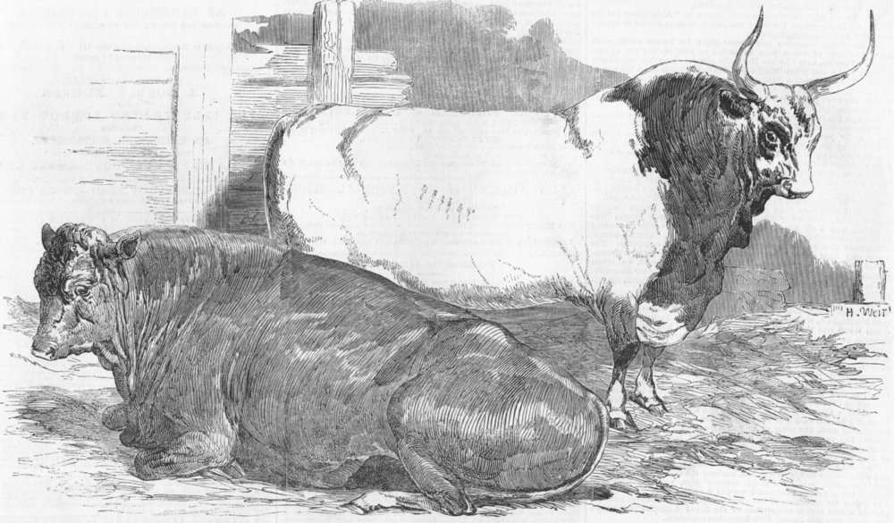 Associate Product COWS. Scotch polled--1st prize; Pure Italian Bull, antique print, 1851