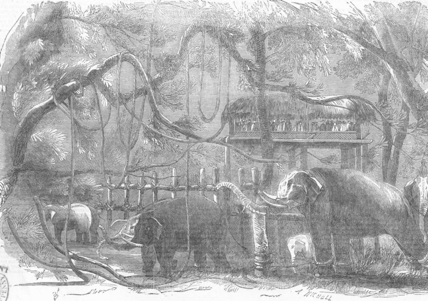 Associate Product SOUTH AFRICA. Elephant Kraal, Island of Sri Lanka, antique print, 1851