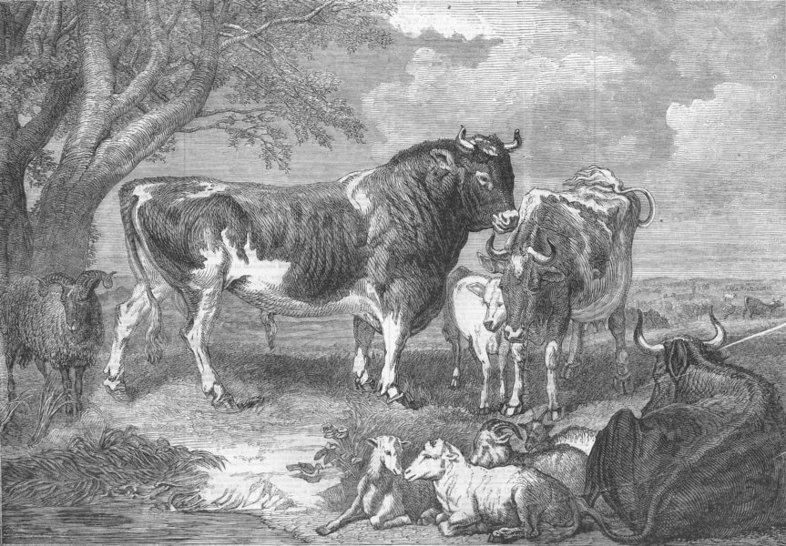Associate Product SHEEP. Cattle piece, antique print, 1859
