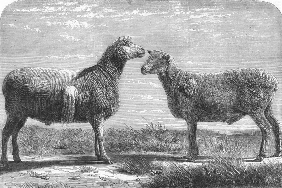 Associate Product COWS. Farm show, Poissy. Cotswolds; Berrichons, antique print, 1862