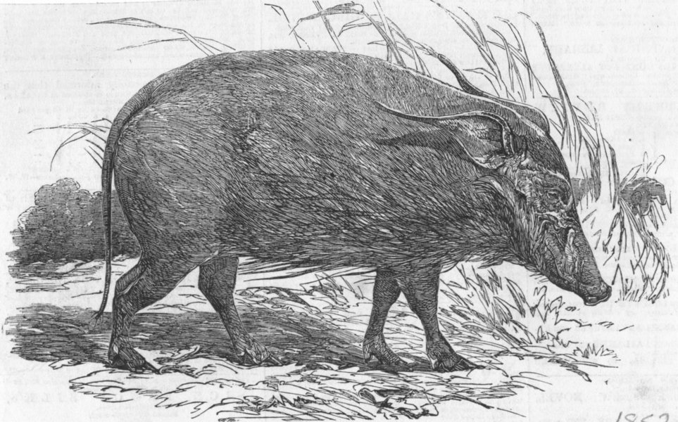 Associate Product CAMEROON. Choiropotamus, or red hog of, antique print, 1852