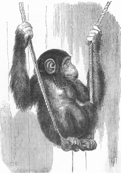 Associate Product CHIMPS. Chimpanzee, antique print, 1852