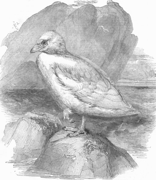 Associate Product BIRDS. The Snow-bird, antique print, 1852