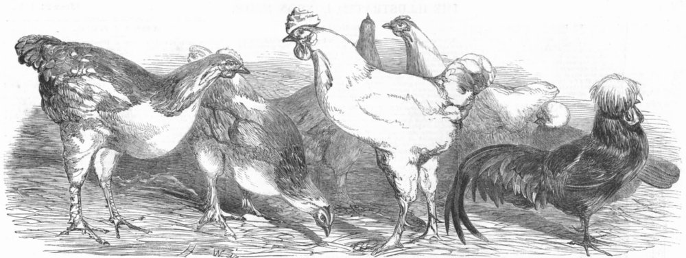 Associate Product SUSSEX. Prize poultry, Royal farmers show, Lewes, antique print, 1852