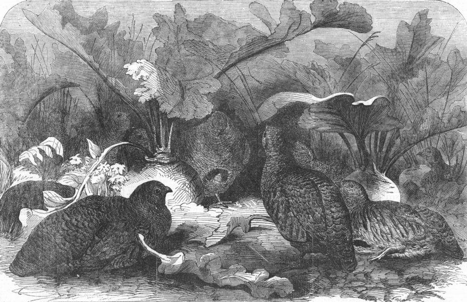 Associate Product BIRDS. The Partridge covey, antique print, 1857