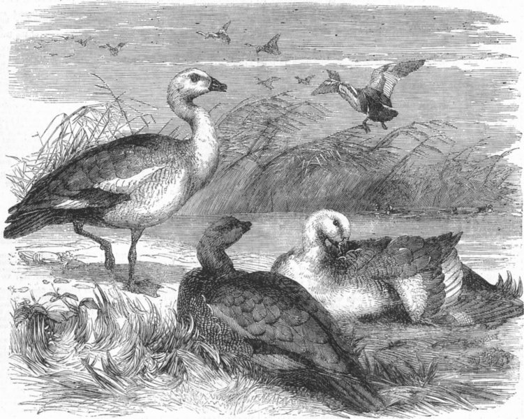 Associate Product ANIMALS. Upland geese, antique print, 1857