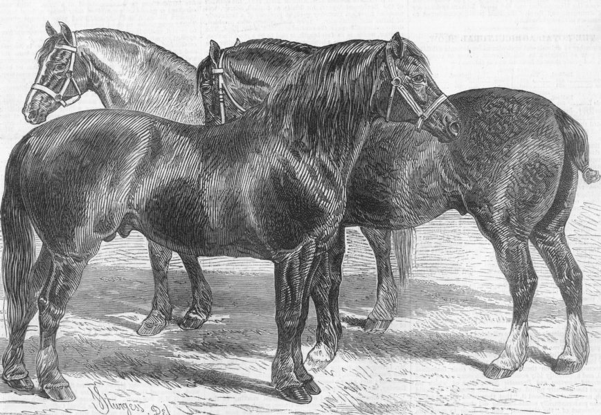 Associate Product SOMT. Horses, Royal farmers Show, Taunton, antique print, 1875