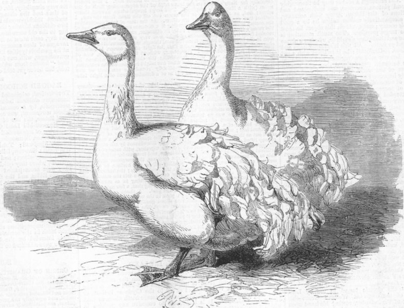 Associate Product SEVASTOPOL. geese, Crystal Palace poultry show, antique print, 1860