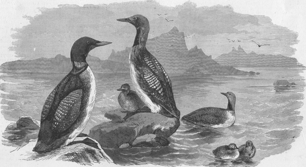 Associate Product BIRDS. Divers, antique print, 1870