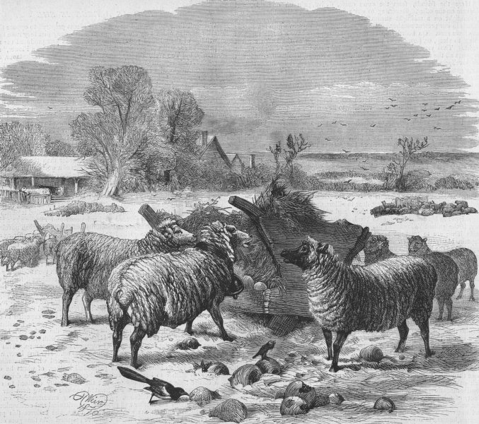 Associate Product SHEEP. Sheep in winter time, antique print, 1869