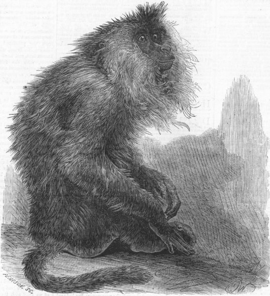 MONKEYS. Indian Wanderoo monkey(Silenus Veter), antique print, 1859