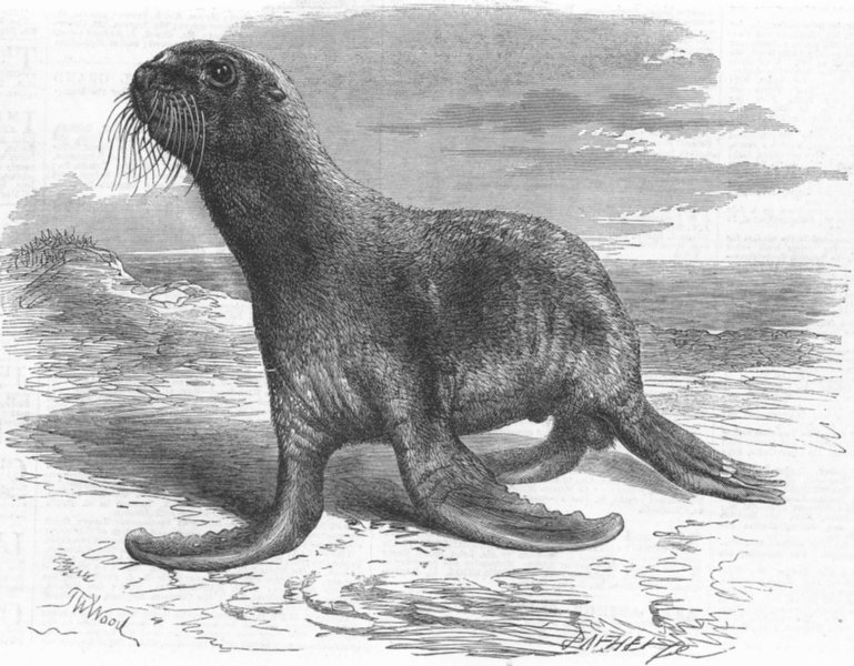 ANIMALS. Sea-bear, Cremorne Gdns, antique print, 1865