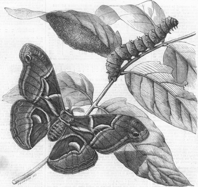 Associate Product SILKWORM MOTH. (Saturnia Cynthia)Caterpillar, ocoon, antique print, 1861