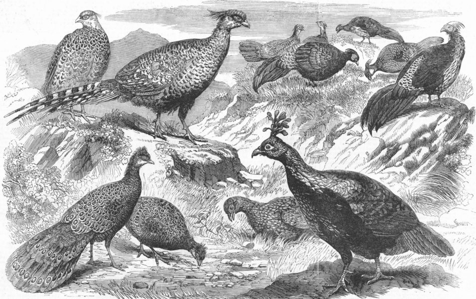 BIRDS. Indian pheasants, antique print, 1858