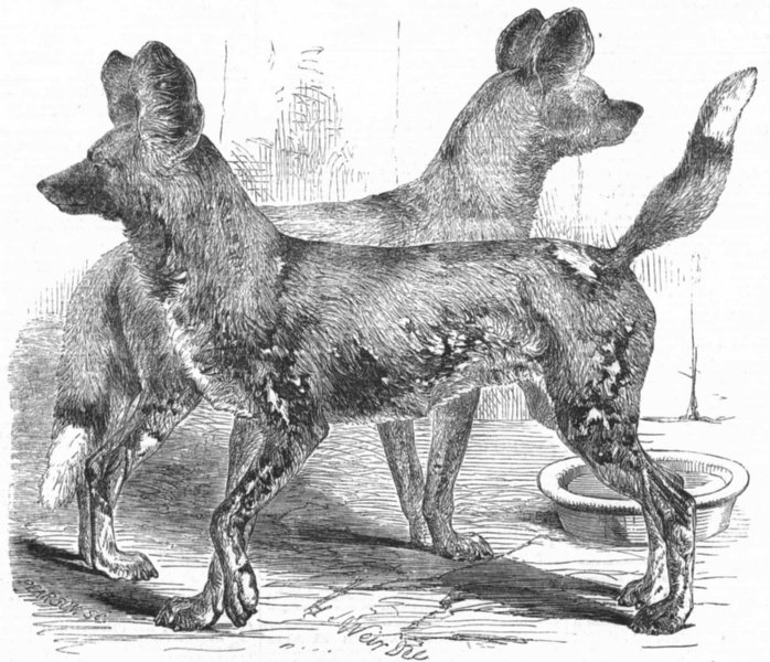 Associate Product LONDON. Cape hunting dogs, Gdns zoo, Regent's Park, antique print, 1854