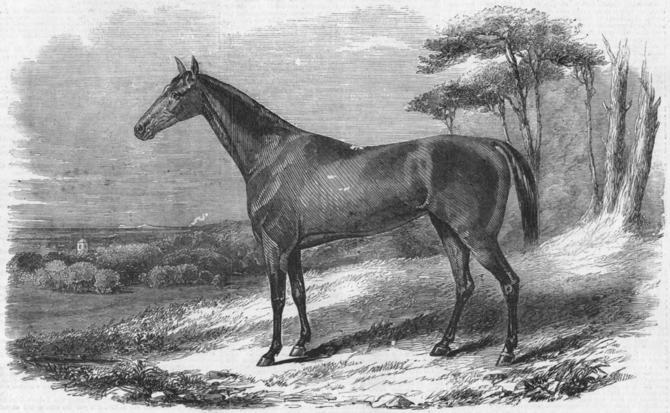 HORSES. Fair Nell, Irish mare beat Pacha's Arab, antique print, 1856