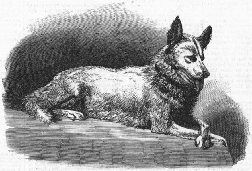 MEDICAL. Dr Kane's Esquimaux dog, Etah, antique print, 1858