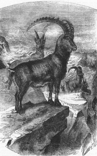GOATS. Bouquetin, Steinbock(Capra Ibex, Lin), antique print, 1859