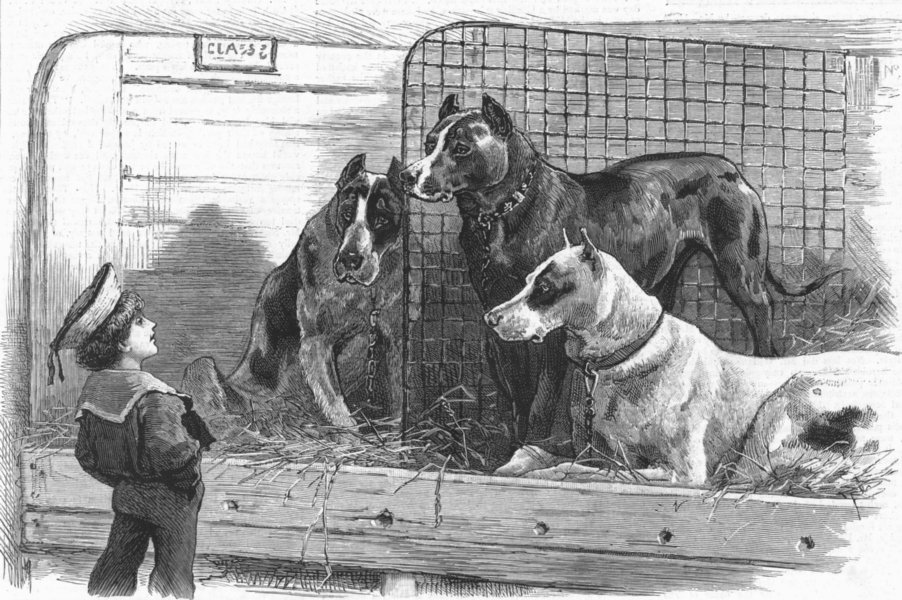 Associate Product DOGS. At a dog show-big danes & little Englishman, antique print, 1887