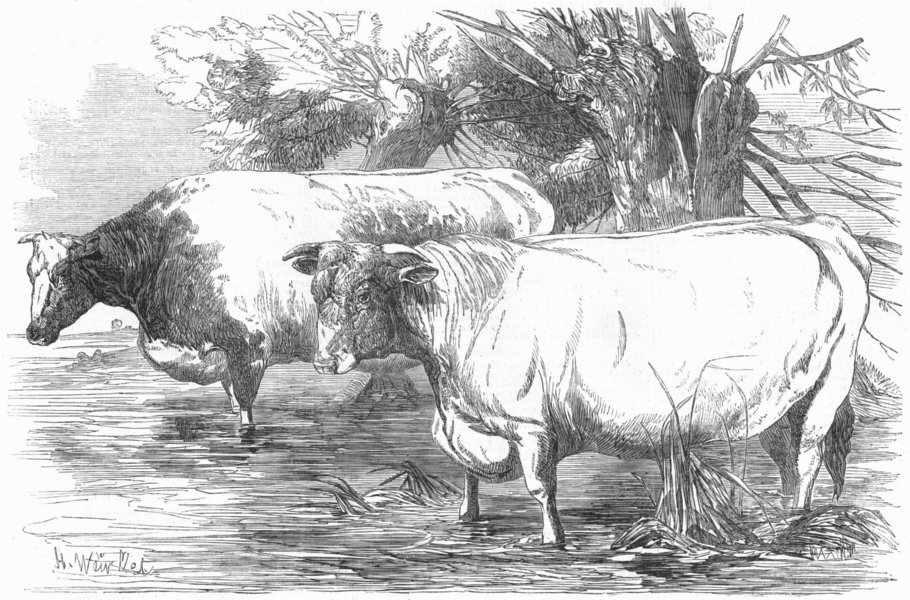Associate Product COWS. Short-horns-prize £15 Richard Booth; -, antique print, 1853