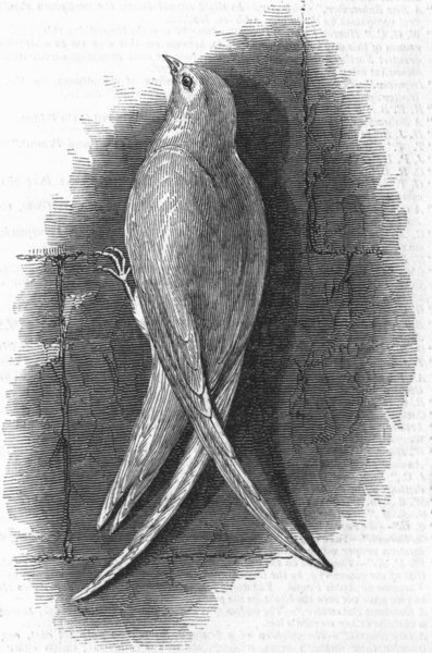 Associate Product SUFFOLK. White swallow shot in, antique print, 1847