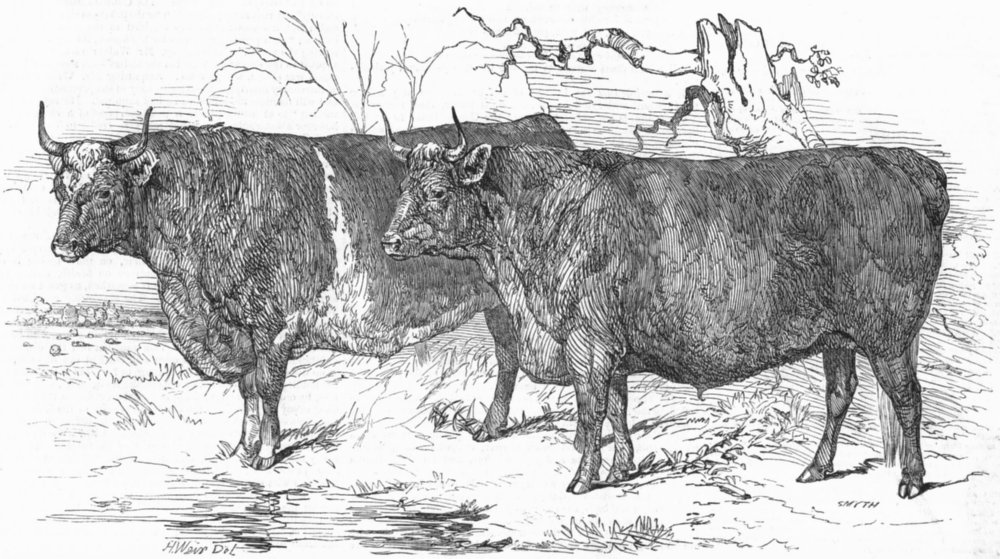 Associate Product LINCS. Grass-fed Lincolnshire oxen, antique print, 1847