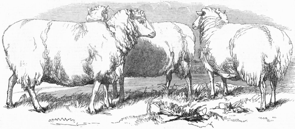 Associate Product LINCOLNSHIRE. Grass-fed Lincolnshire sheep, antique print, 1847