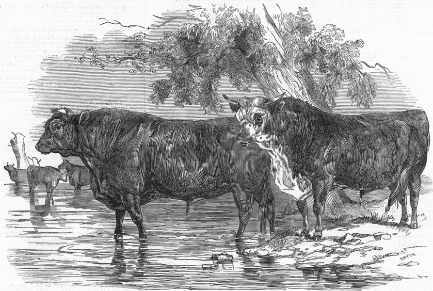 Associate Product COWS. Royal farm Society. Short horn; Herefords, antique print, 1847