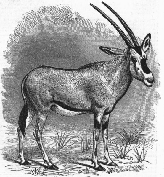 Associate Product LONDON. Zoo. Beisa antelope, antique print, 1874