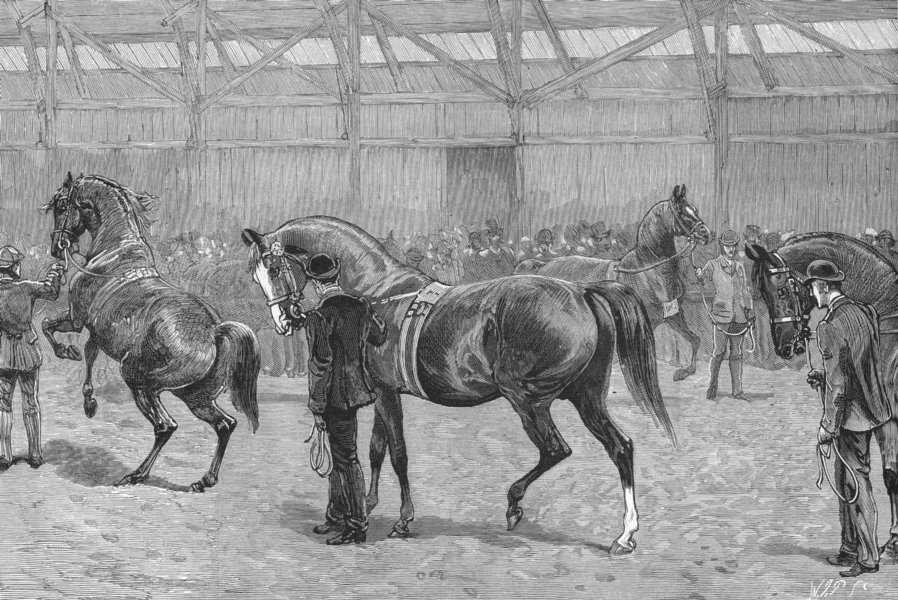 Associate Product NEWCASTLE, TYNE. farm show. Thoroughbred stallions, antique print, 1887