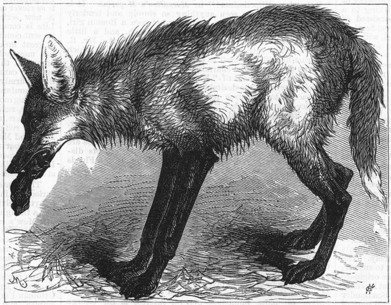 Associate Product ARGENTINA. Red Wolf, from Buenos Aires, zoo, antique print, 1878