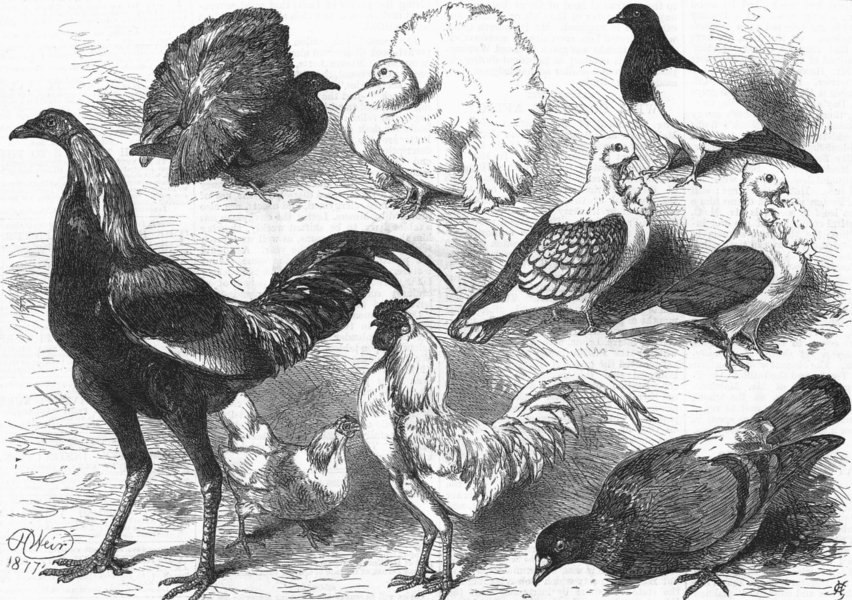 Associate Product POULTRY. Fantail, Gamecock, Turbit, Bantam, Turbiteen, antique print, 1877