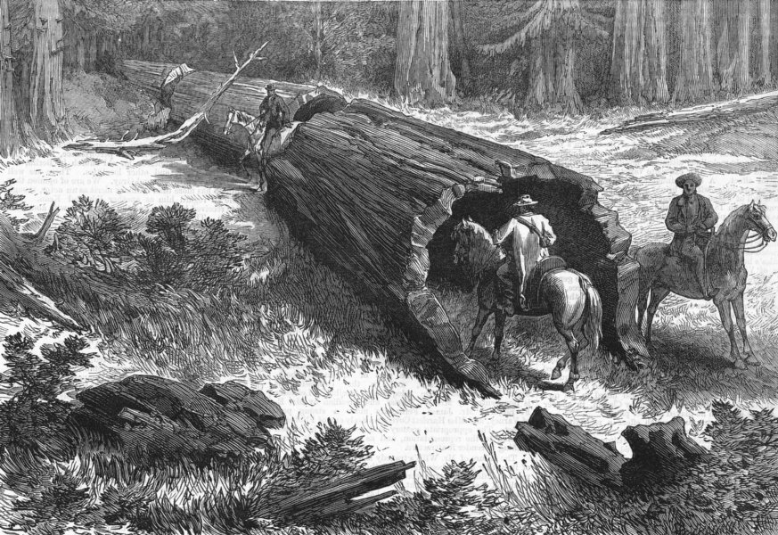 CALIFORNIA. Great fallen tree, Mariposa, antique print, 1877