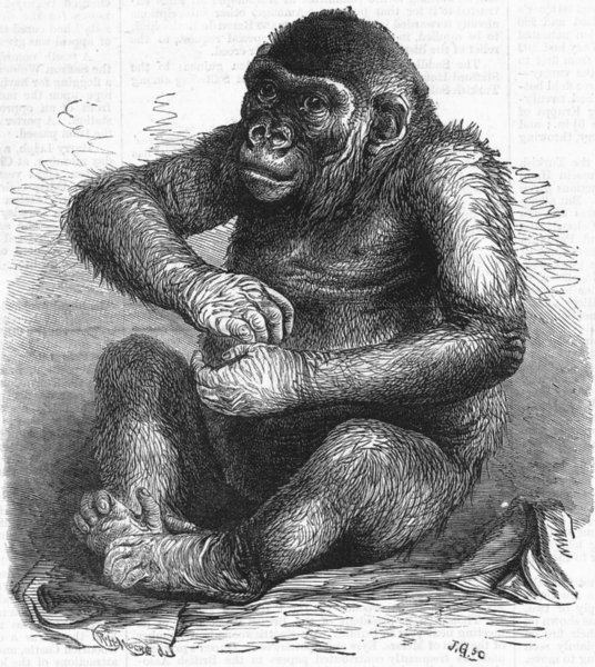 LONDON. Gorilla Pongo, Royal Aquarium, Westminster, antique print, 1877