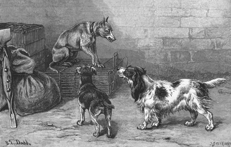 DOGS. The man in possession, antique print, 1884