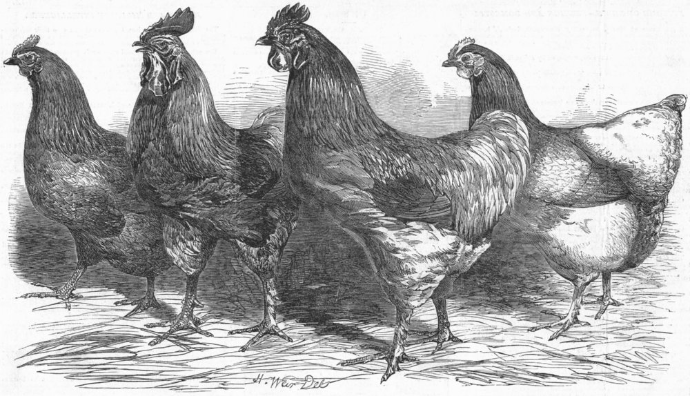 Associate Product GREAT YARMOUTH. Poultry show. Kochi-China, antique print, 1852