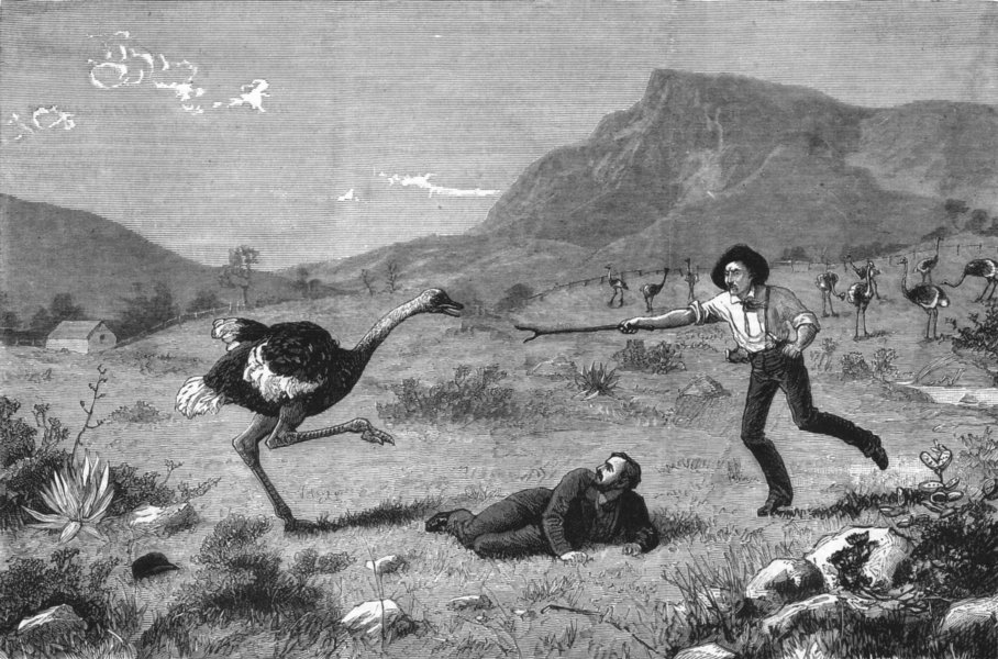 Associate Product SOUTH AFRICA. Ostrich attack farm, Cape Good Hope, antique print, 1883