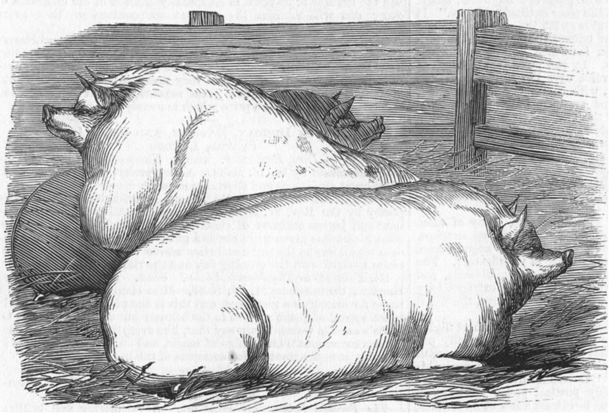 Associate Product PIGS. Prize pigs, antique print, 1858