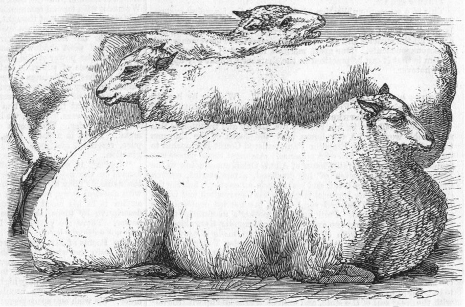Associate Product SHEEP. Prize sheep, antique print, 1858