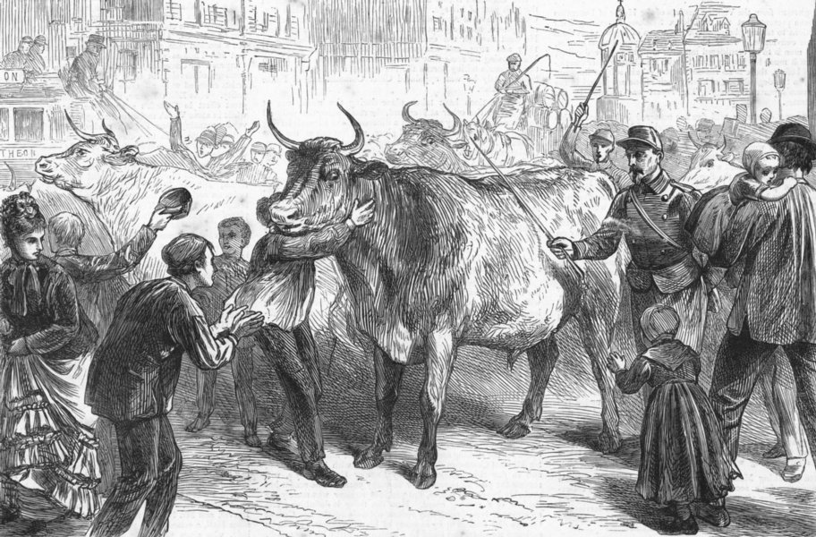 Associate Product FRANCE. 1st oxen in Paris during armistice, antique print, 1871
