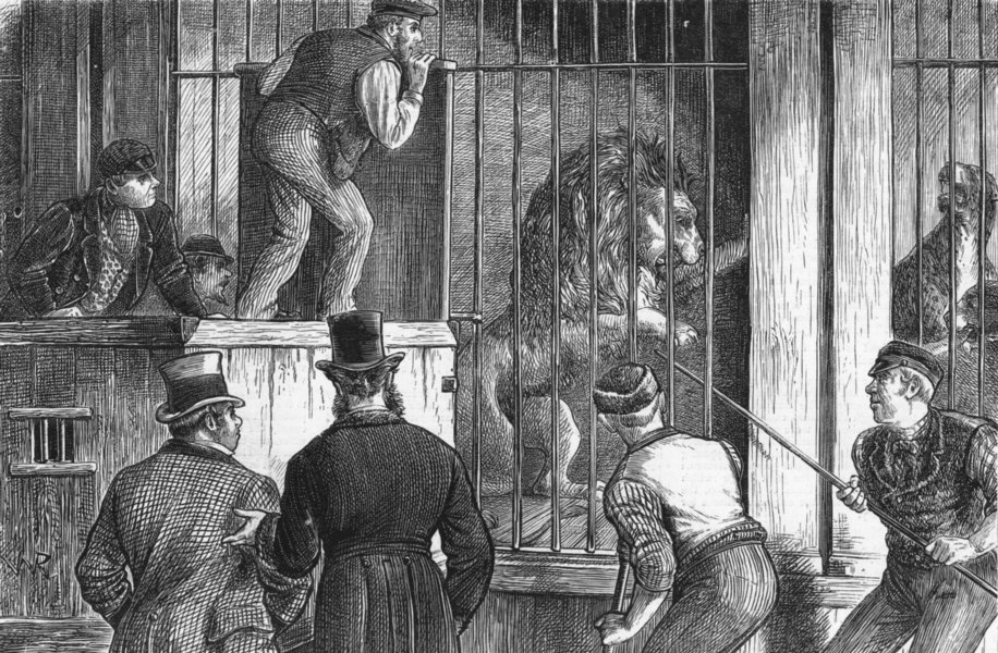 Associate Product LIONS. Sale of Menagerie. Catching lion, antique print, 1872
