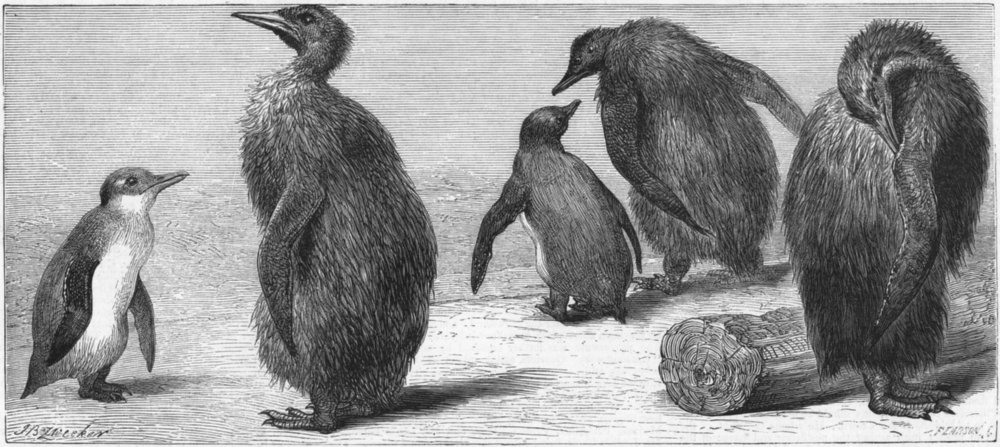 Associate Product KINGS. Zoo. King penguin, antique print, 1872