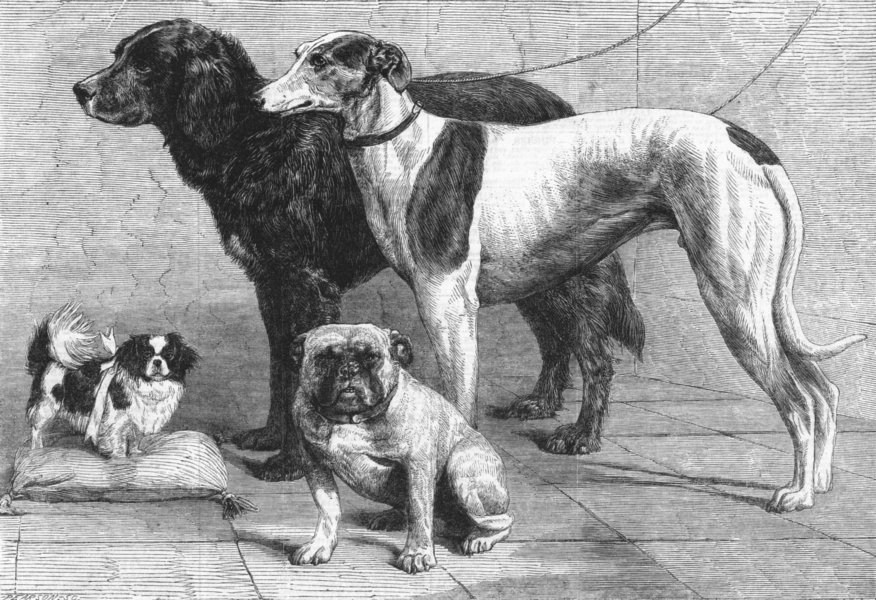 IRELAND. Prize dogs, Dublin dog show, antique print, 1864